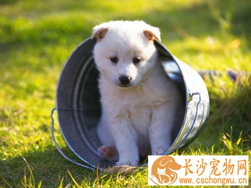 狗骨骼结构图 狗最常见的骨骼遗传性疾病