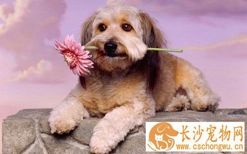 犬心丝虫病症状 狗狗常见的心血管疾病