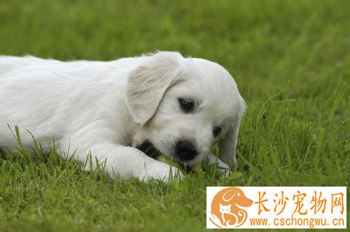狗狗肾衰竭症状 狗狗肾衰竭的主要发病原因