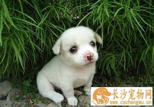 狗狗皮肤病怎么治 皮肤癣的发病原因及症状