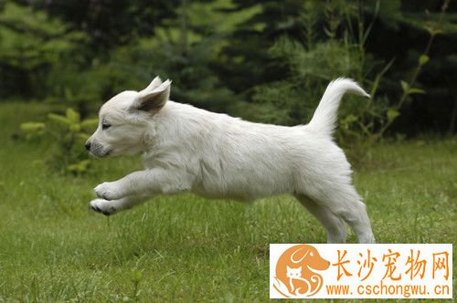 狗狗肠胃调理 狗狗常见的肠胃疾病主要症状