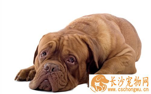 狗狗狂犬病多久死亡 狂犬病的主要症状