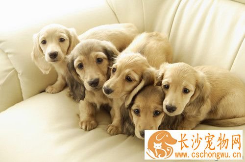 狗狗疾病预防 狗狗出现疾病以及应对方法