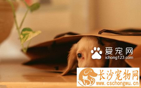 狗几天不吃会死 挑食或生病易致狗不吃饭