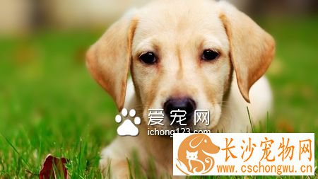 狗得什么病会死 死亡率最高的是犬瘟