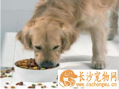 狗病了怎么治 不同病症不同解决方案