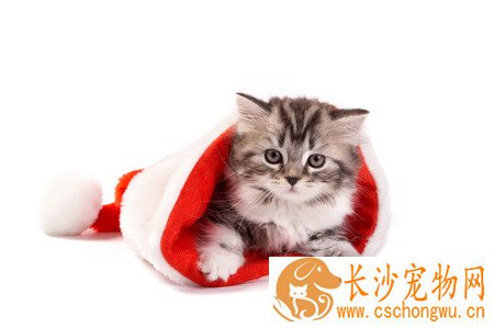 小猫呕吐怎么办 量体温观察有无其他症状