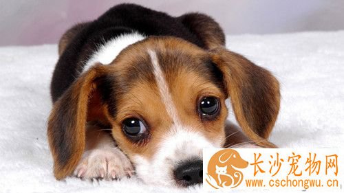 狗犬瘟热症状 犬瘟热症状的发病原因