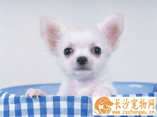 狗皮肤病怎么办 皮肤真菌症的预防方法