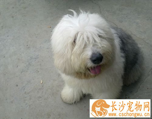 狗钩端螺旋体病 钩端螺旋体症的临床症状
