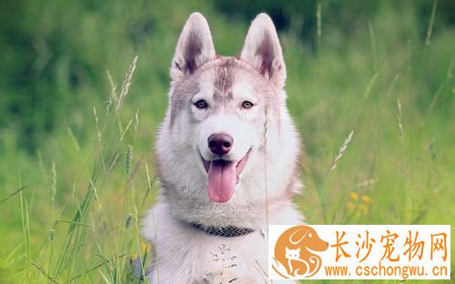 狗传染给人的病 认识人畜共同通传染病