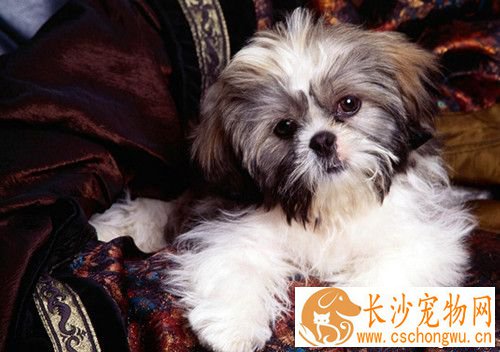 狗糖尿病吃什么药 患糖尿病的正确饮食观