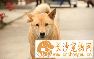 狗有寄生虫的症状 隐孢子虫症发病原因