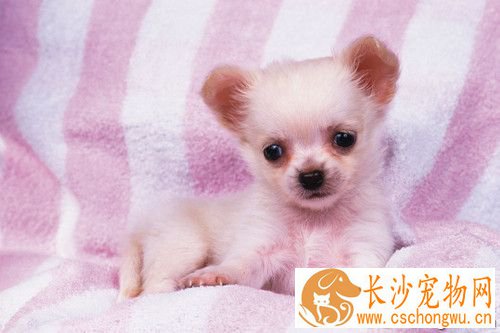 犬球虫病症状 非常严重的寄生虫疾病