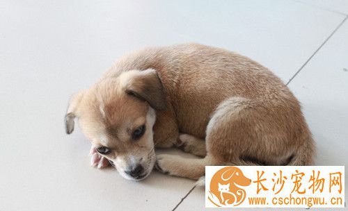 狗狗绦虫多久能治好 梨形鞭毛虫病临床症状