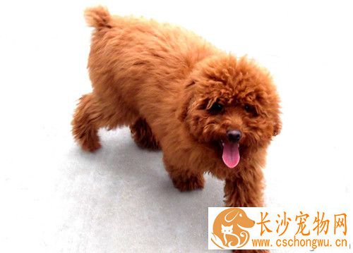 狗狗寄生虫的症状 粪杆线虫发病原因