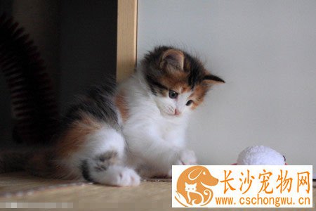 小猫口吐白沫怎么办 找到原因对症下药