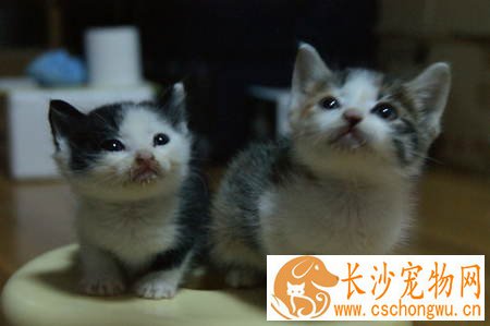 小猫尿血怎么办 需要多运动多喝水均衡营养