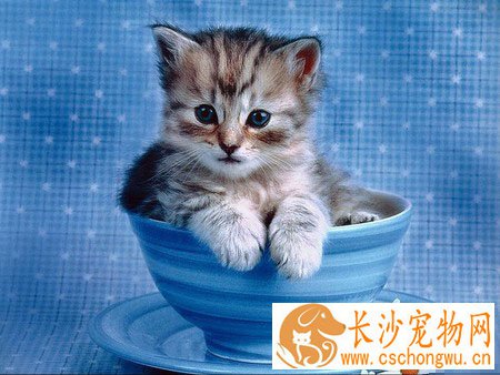 小猫吐了怎么办 4个原因易致猫猫呕吐