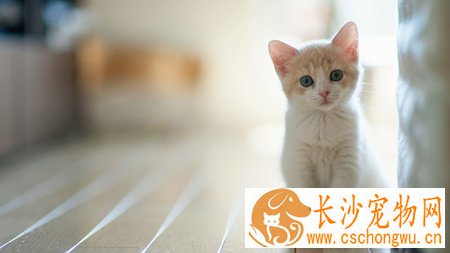 小猫身上有跳蚤怎么办 注意猫咪自身的清洁