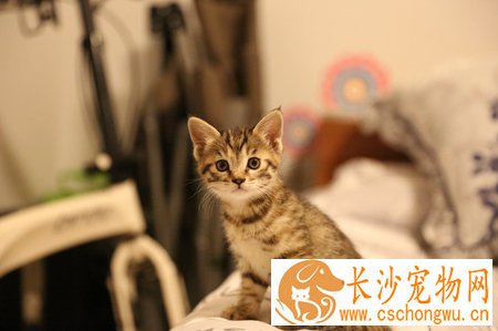 小猫老是叫怎么办 主要的原因是想妈妈了