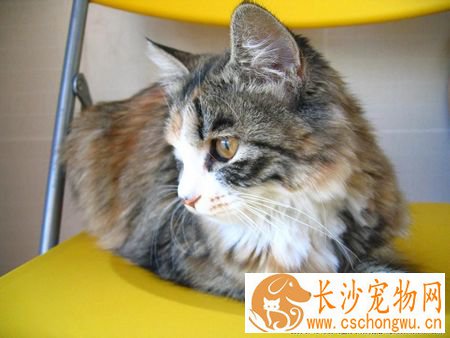 猫只吃猫粮怎么办 猫咪只吃猫粮也是健康的