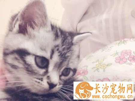小猫不吃猫粮怎么办 找到不吃猫粮的原因