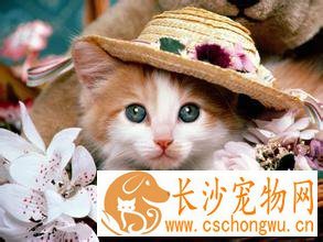 小猫吃多了怎么办 可喂一些促消化的药物