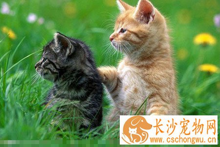 猫咪乱拉屎怎么办 是喜欢受主人宠爱的动物