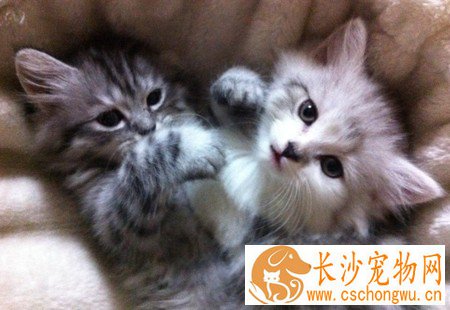 小猫咪拉稀怎么办 注意饮食吃有助消化的药物