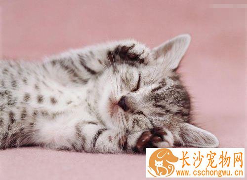 猫咪拉不出屎怎么办 多半的原因便秘引起的