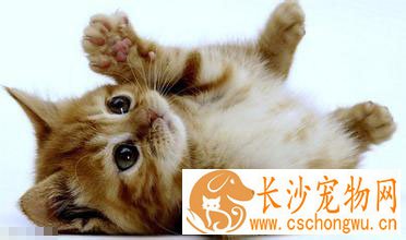 猫咪呕吐怎么办 需要主人细心观察呕吐物