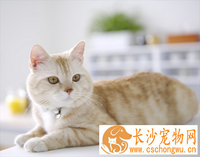 被宠物猫咬了怎么办 注意及时的清理伤口