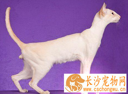 重点色短毛猫掉毛怎么办 注意毛发的养护