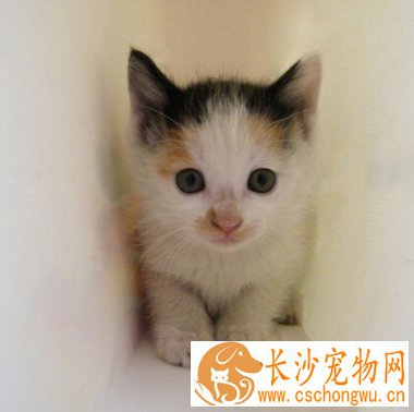 小孩被猫抓伤出血怎么办 做消毒处理