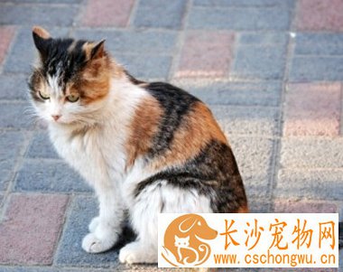 被小猫抓伤怎么办 可用酒精擦一下伤口