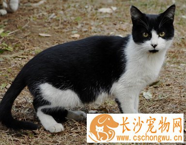 被流浪猫抓伤怎么办 最好去打狂犬针