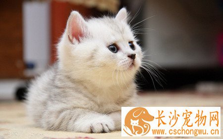小猫为什么会拉稀 换粮食与受凉是主因