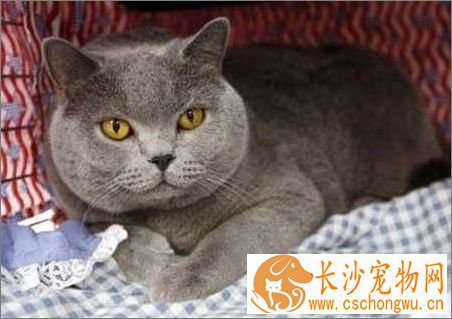 孟买猫拉稀吃什么 拉稀的原因