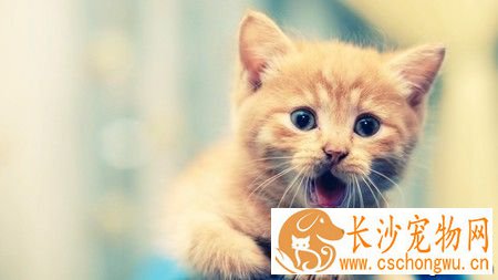 猫打喷嚏吃什么药 不要轻易给猫吃药
