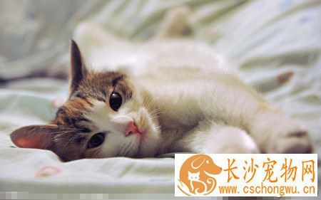 猫为什么打喷嚏 感冒会导致猫咪打喷嚏
