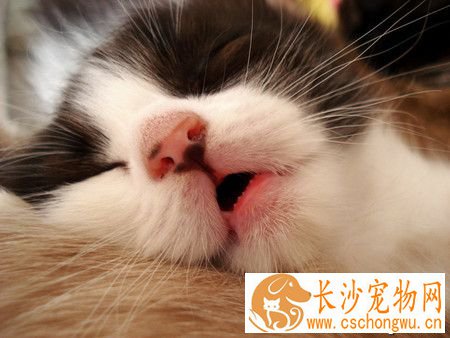 猫打喷嚏怎么回事 4个原因易致猫咪打喷嚏