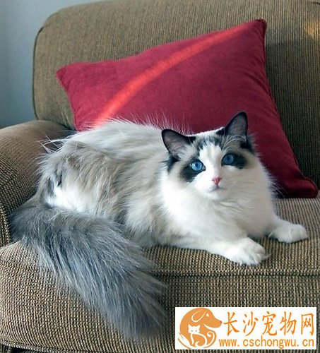 猫打喷嚏吃什么药 什么原因造成的