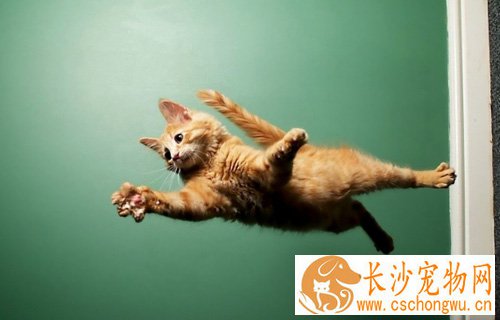 缅因猫为什么会打喷嚏 三个原因导致