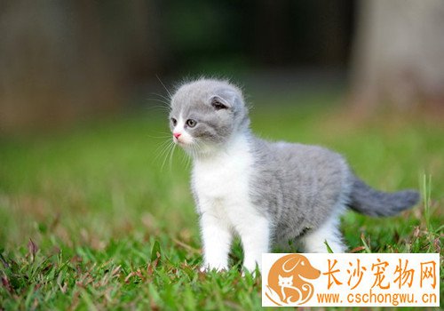 折耳猫打喷嚏 有哪些原因导致打喷嚏