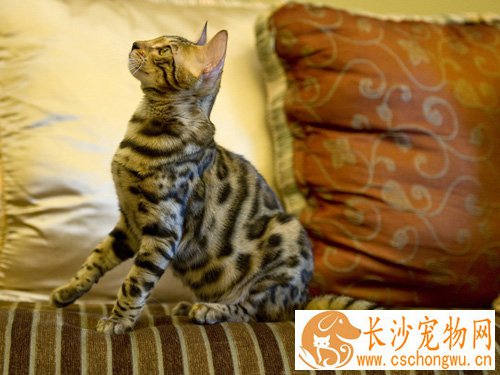埃及猫感冒了吃什么 可以选择‘小儿阿莫西林’