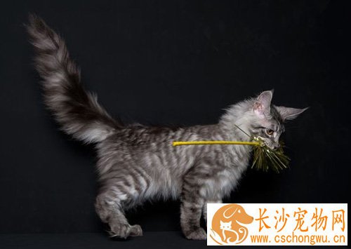 缅因猫感冒吃什么药 猫咪的正常生理标准