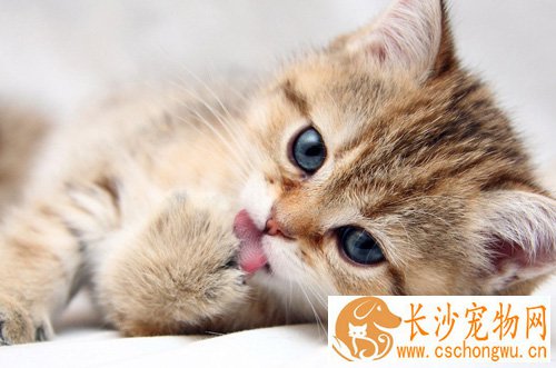 猫咪感冒有哪些症状 主人学会辨别