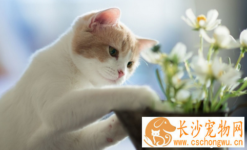 猫咪烧伤如何处理 防止感染防治败血症