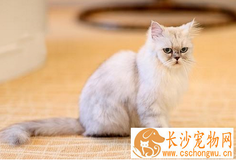 猫毛球症怎么治 灌服石蜡油或植物油3-5毫升